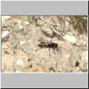 Podalonia hirsuta - Grabwespe w03 17mm Teverener Heinde.jpg